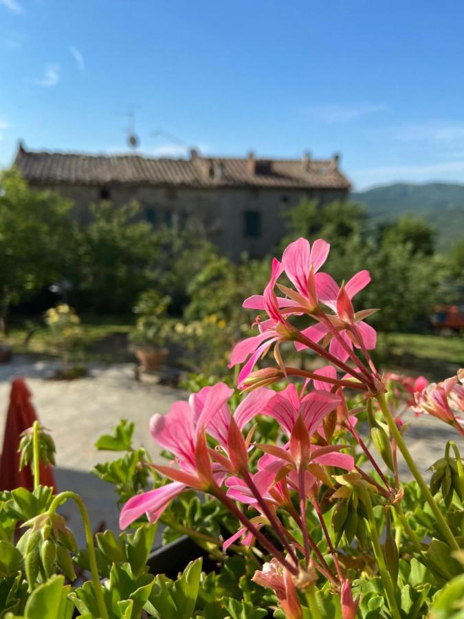 Ciciano Agriturismo La Via Dell'Oliviera מראה חיצוני תמונה